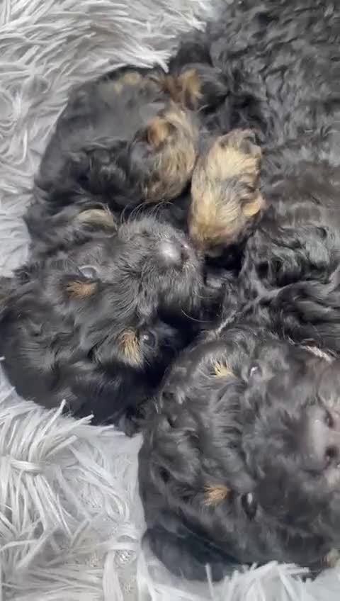 Cavapoo dogs for sale: READY TO LEAVE FOR THEIR NEW ADVENTURES  - Video 3