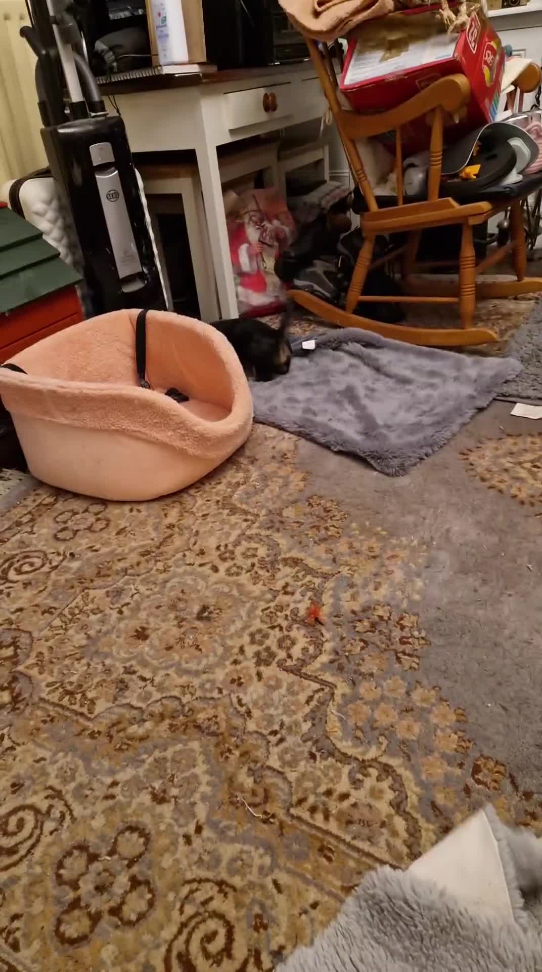 Miniature Dachshund dogs for sale:  Ready Now! Last Girl Long Coat Waiting For You  - Video 5