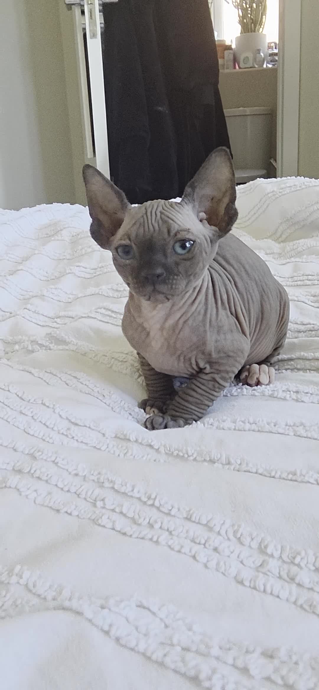 Sphynx cats for sale: Stunning Male Sphynx Kittens. Ready now! in Telford - Video 3