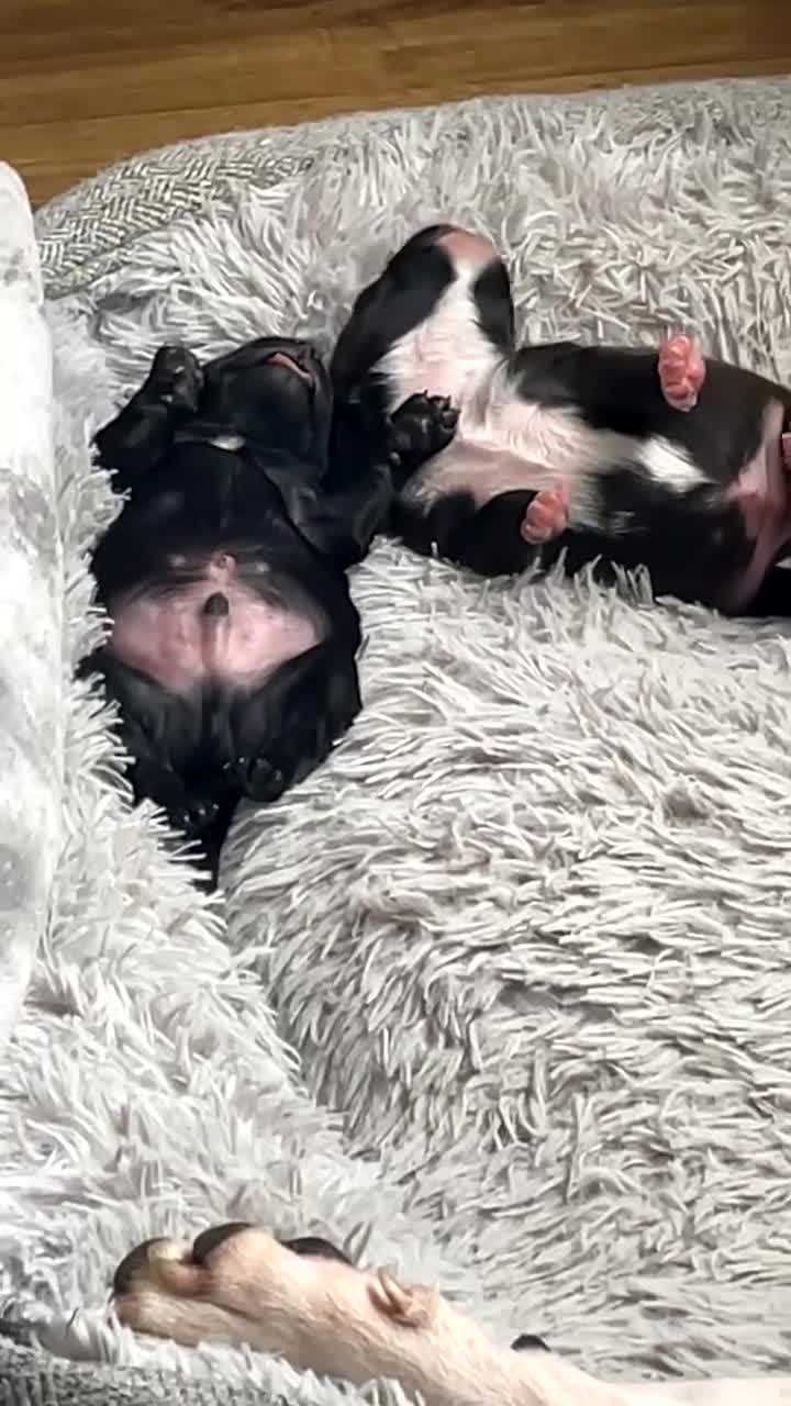 Mixed Breed dogs for sale:     Unique Lagotto Romagnolo × Staffy Puppies - Video 3
