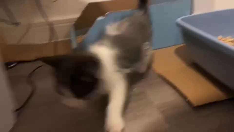 Mixed Breed cats for sale: Cute kittens and mom looking for a good home - Video 2