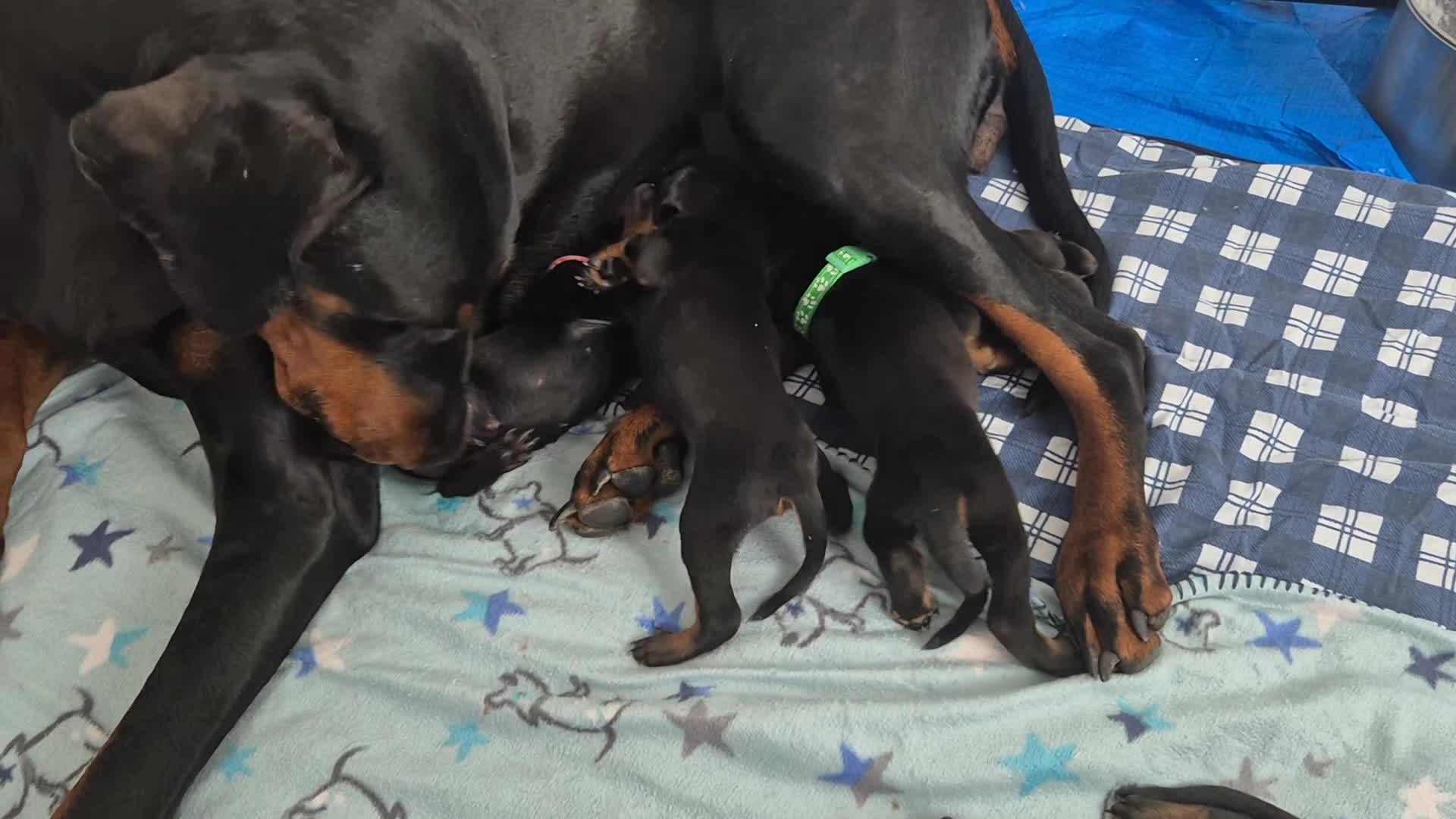 Dobermann dogs for sale: ⭐️⭐️⭐️⭐️⭐️ KC Reg European Dobermann puppies - Video 2