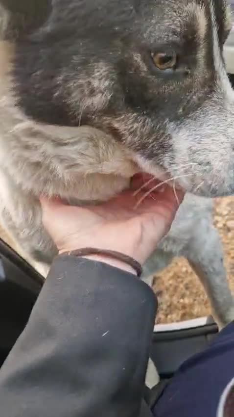 Mixed Breed dogs for adoption: PATROCLE – a Lovely boy for a Loving Home - Video 2