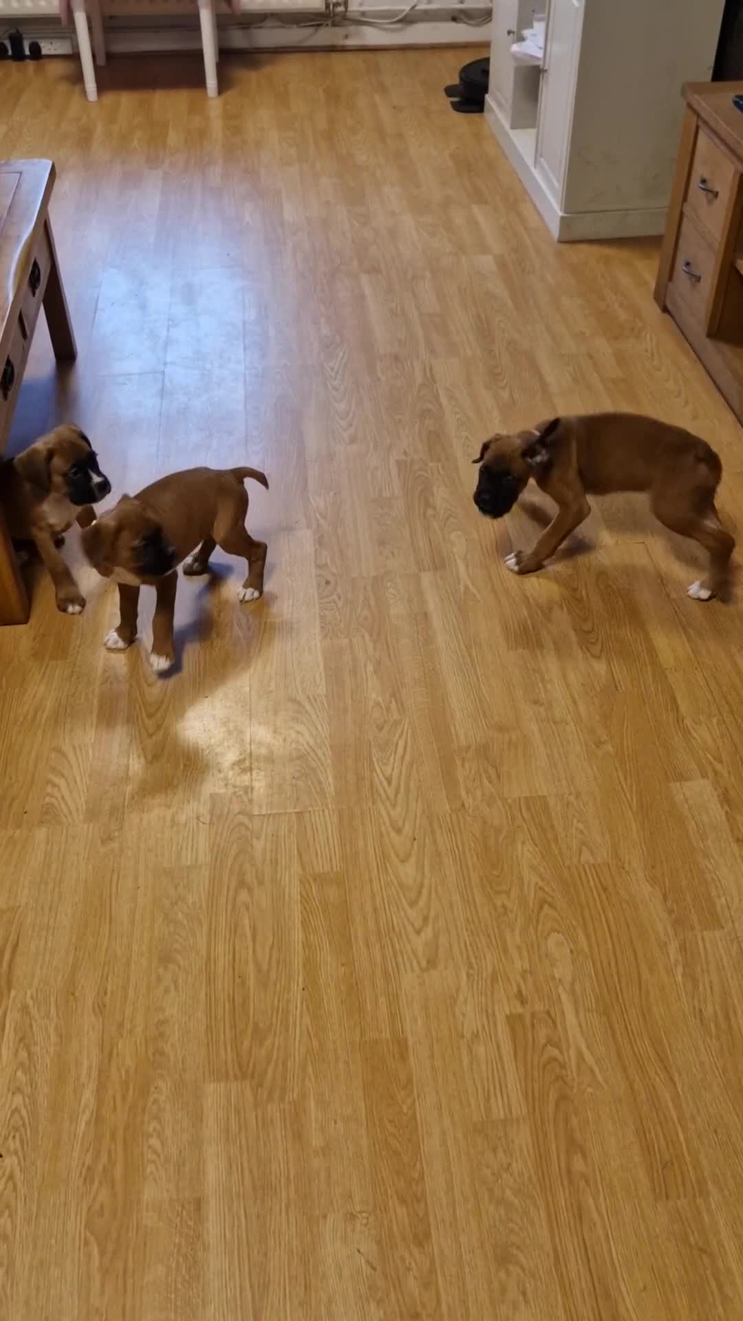 Boxer dogs for sale: FINAL PUP (PINK), READY TO GO KC reg bobtail boxer - Video 4