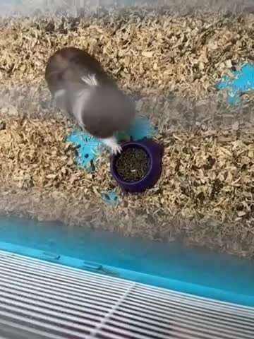 Guinea Pig rodents for sale: guinea pigs  - Video 1