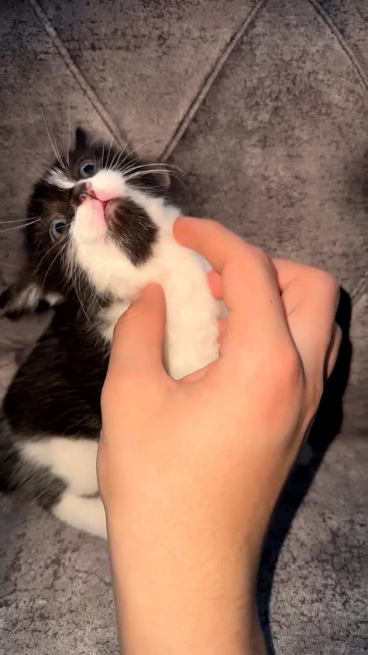 Domestic Shorthair cats for sale: Beautiful tabby and black-and-white kitten - Video 2