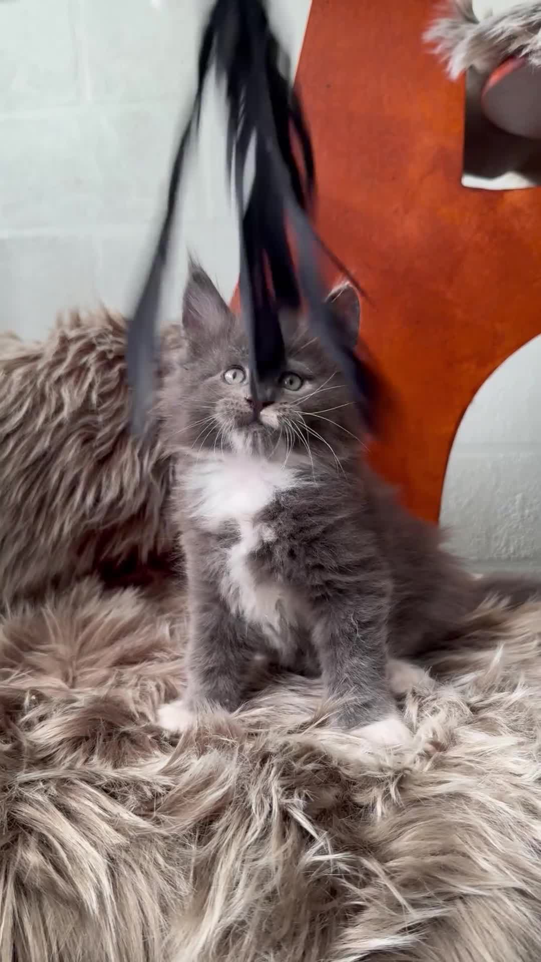 Maine Coon cats for sale: TICA Pedigree Kittens - Imported Parents - Video 1
