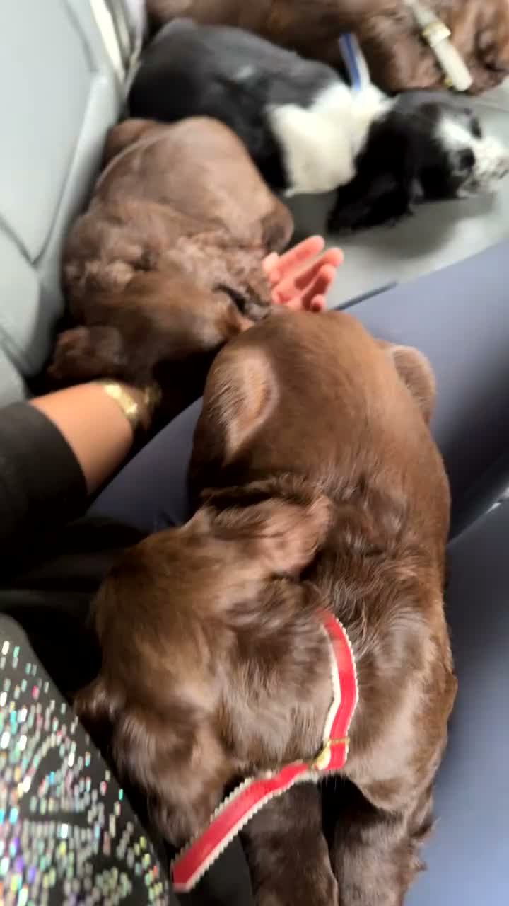 Cocker Spaniel dogs for sale: Beautiful cockerspaniel puppies  - Video 1