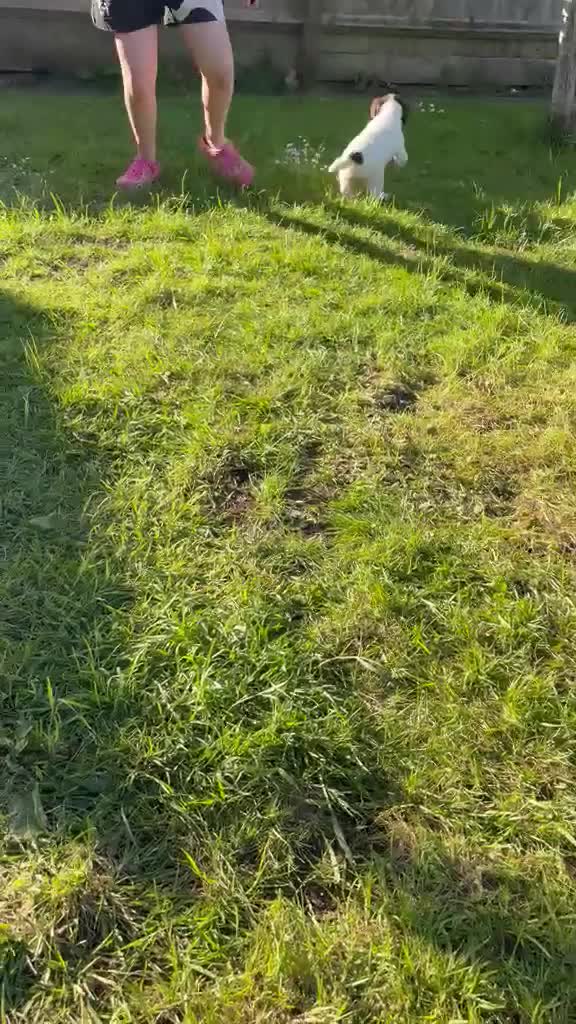 English Springer Spaniel dogs for sale: English springer spaniel  in Southam - Video 1