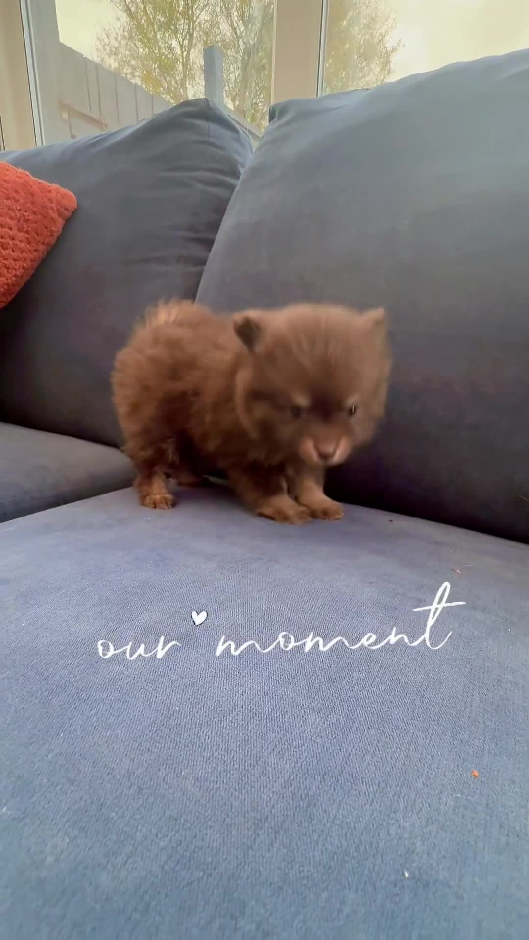 Pomchi dogs for sale: Stunning bear like miniature girl - Video 1