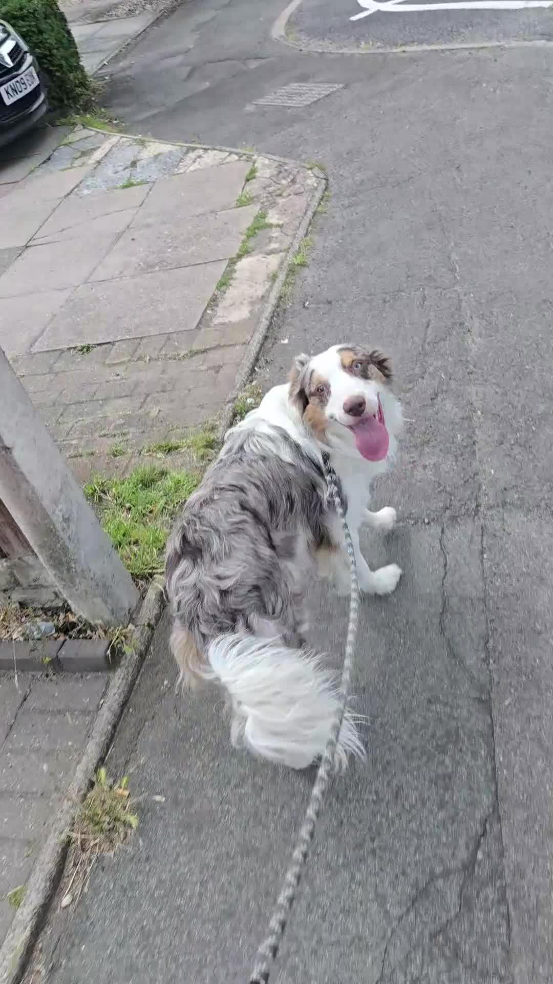 Border Collie dogs for sale: Border collie male for sale  - Video 1