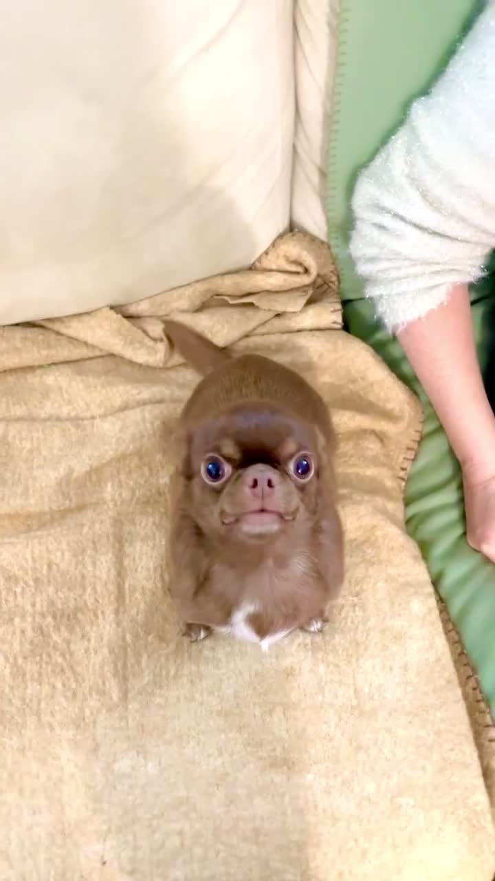 Chihuahua dogs for sale: Two rare Russian, three year-old adult Chihuahuas - Video 1