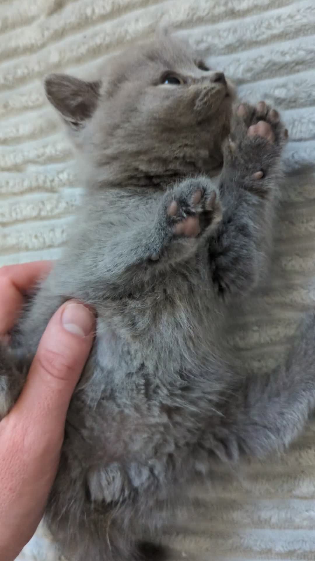 British Shorthair cats for sale: British shorthair purebred champion line kittens - Video 1