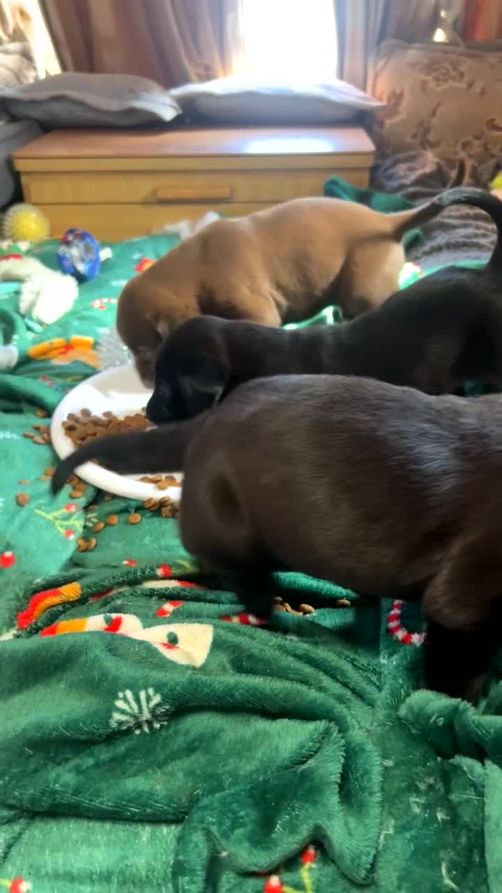 Mixed Breed dogs for sale: Athena x Ares Puppies – Not for Everyone in Manchester - Video 2