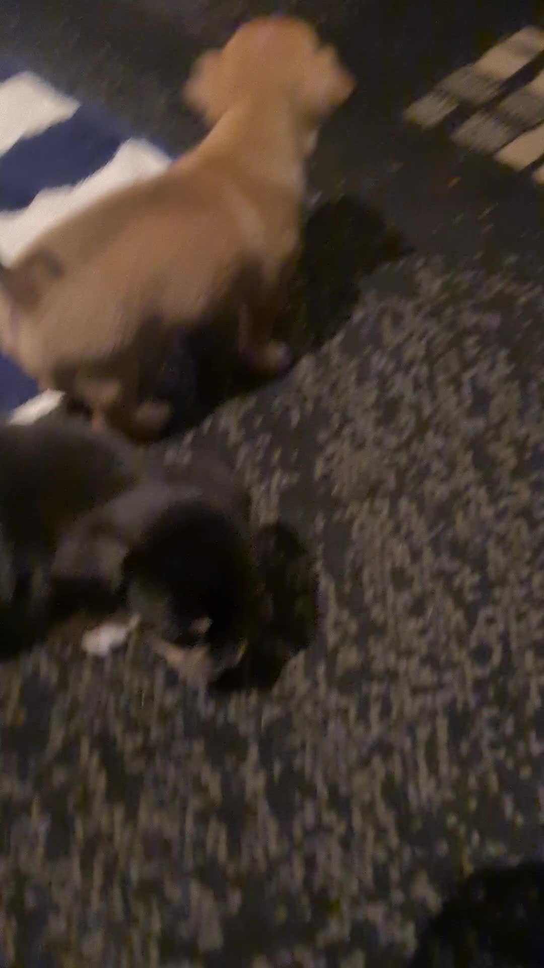 Pomchi dogs for sale: Chihuahua x pomchi - Video 1