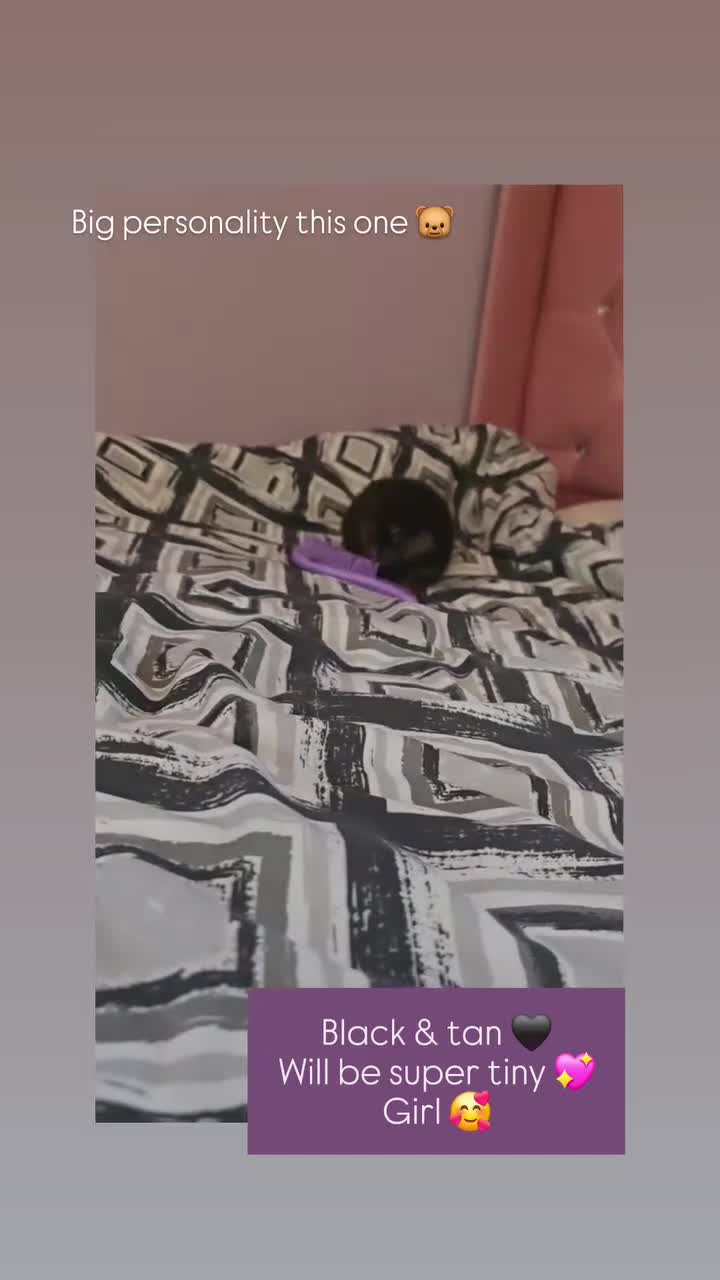 Pomeranian dogs for sale: MINI 2 Girls left, boy sold!  - Video 5