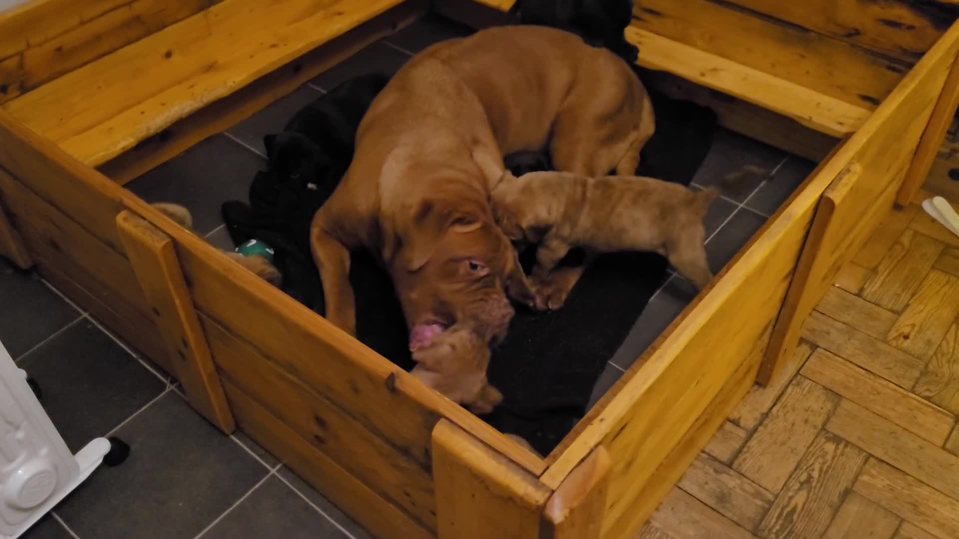 Mixed Breed dogs for sale: Douge de bordeaux x Presa Canerio  - Video 1