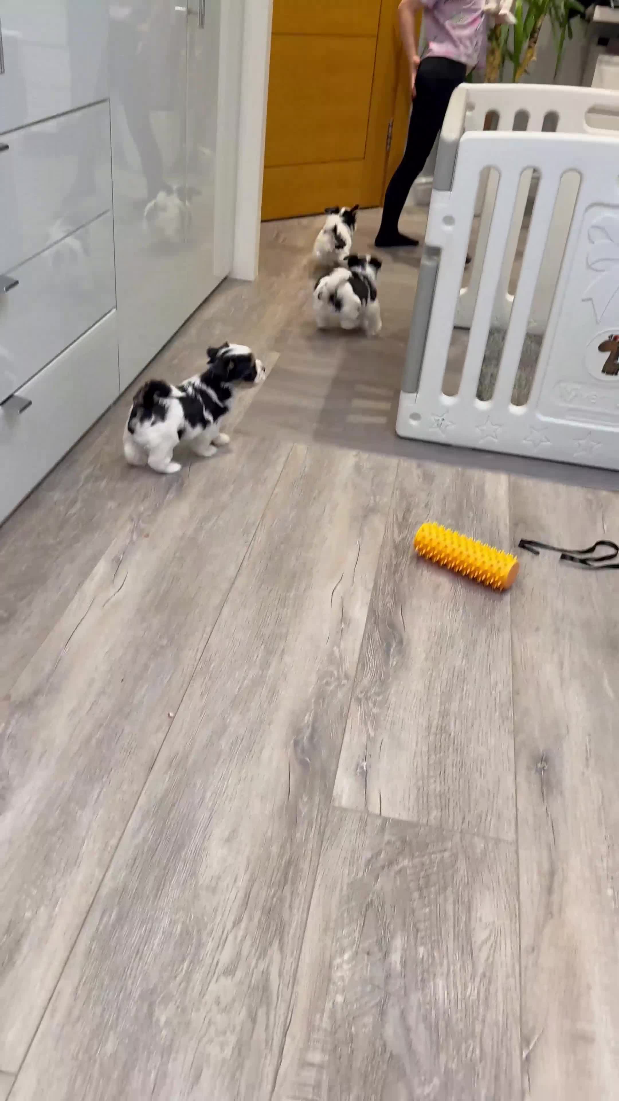 Biewer Terrier dogs for sale: Yorkshire terrier  - Video 1