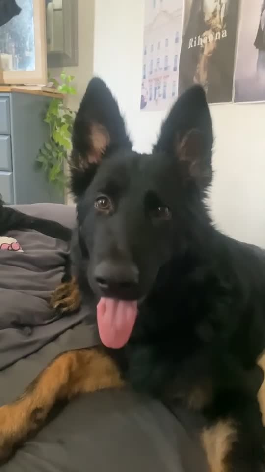 German Shepherd dogs for sale: 10 month German shepherd  - Video 1
