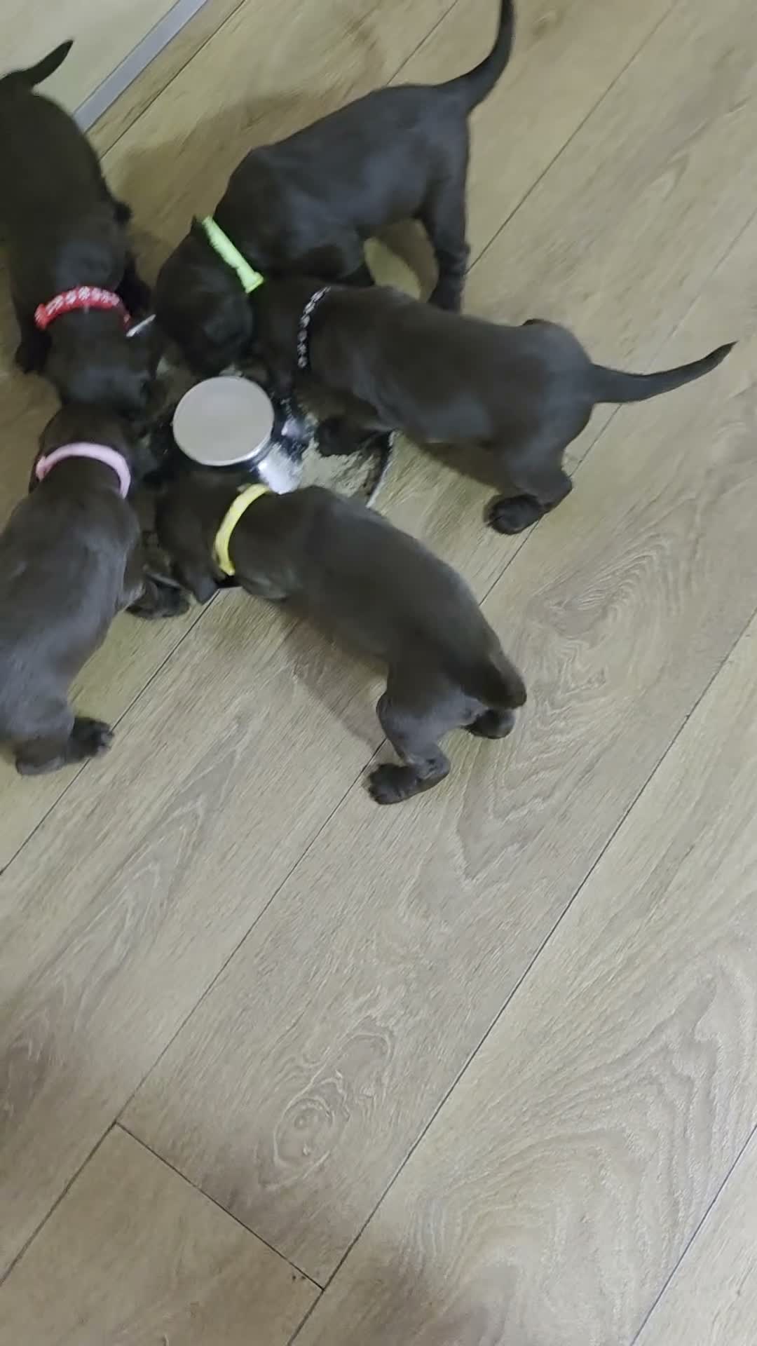 Sprocker dogs for sale: Sprocker spaniel puppies  - Video 1
