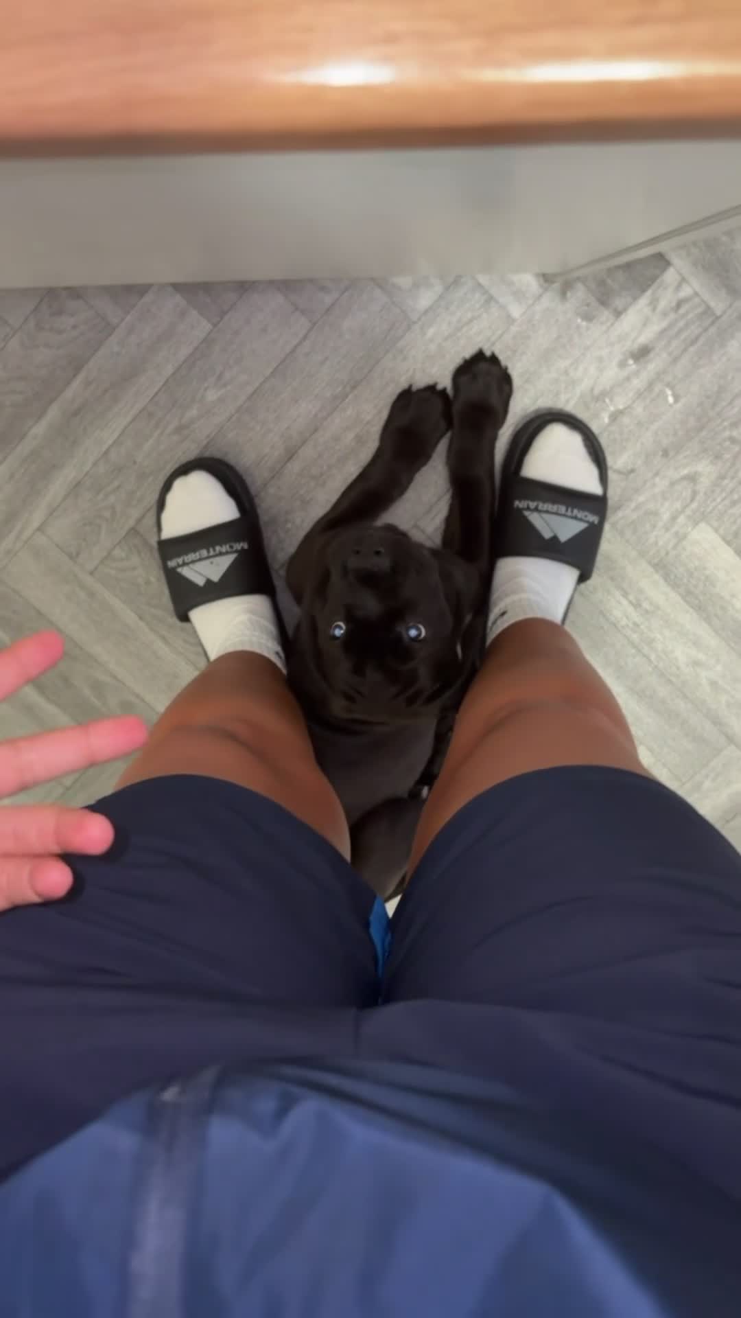 Mixed Breed dogs for sale: Cane corso Rottweiler puppy in Redcar - Video 2