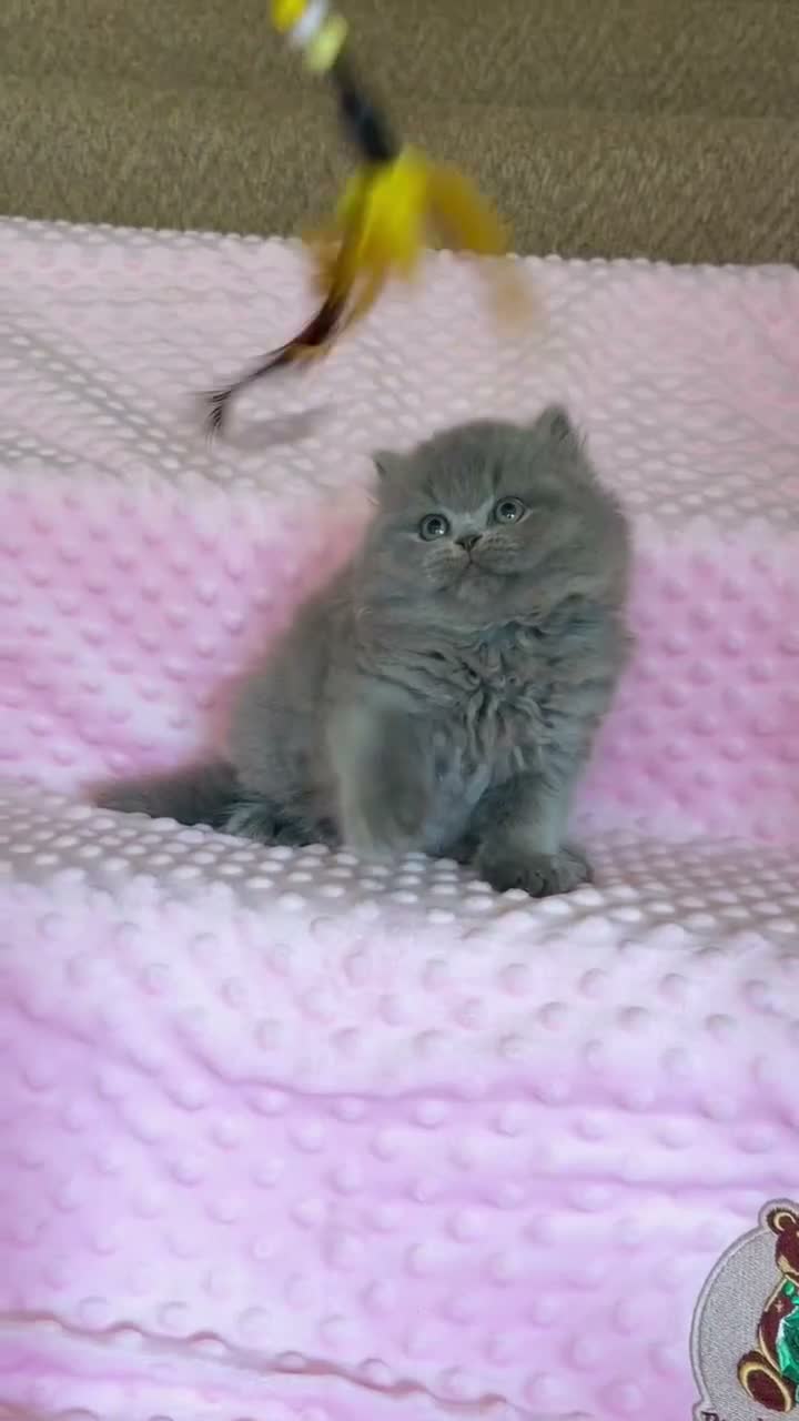 British Longhair cats for sale: ✨Beautiful girl available ✨ - Video 1
