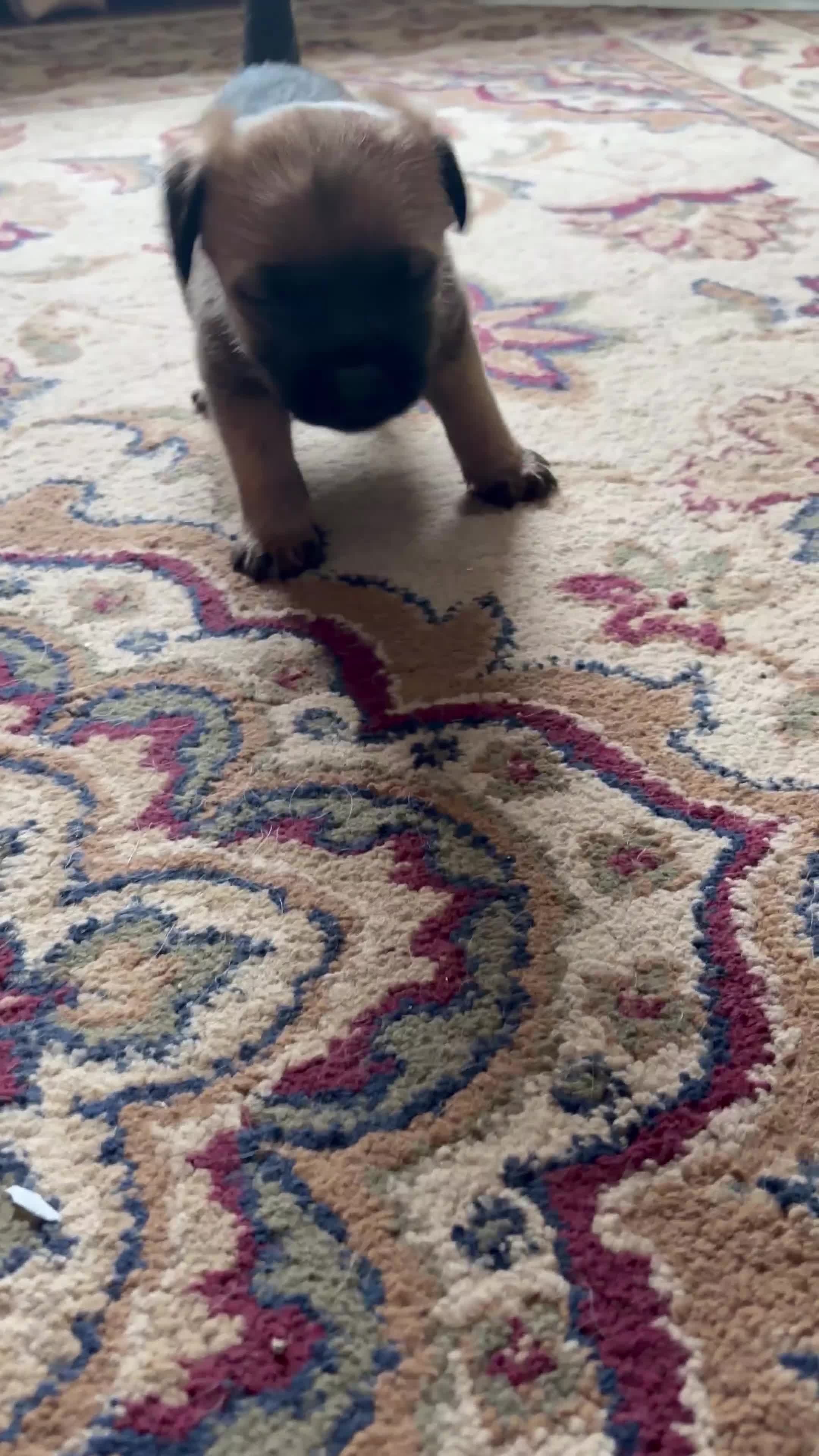 Border Terrier dogs for sale: Border terrier puppies in Consett - Video 1