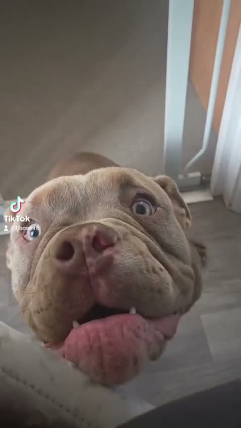 Dorset Olde Tyme Bulldogge dogs for sale: 10 month Dorset bulldog URGENT - Video 1