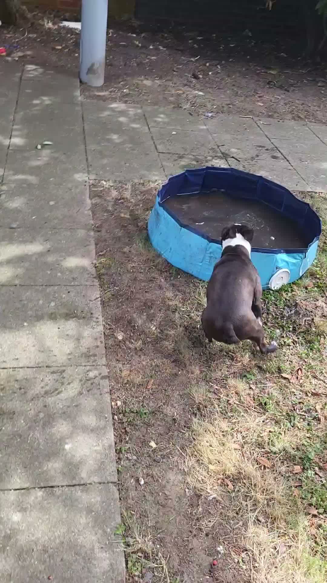 Boston Terrier dogs for stud: Boston terrier for Stud in London - Video 2