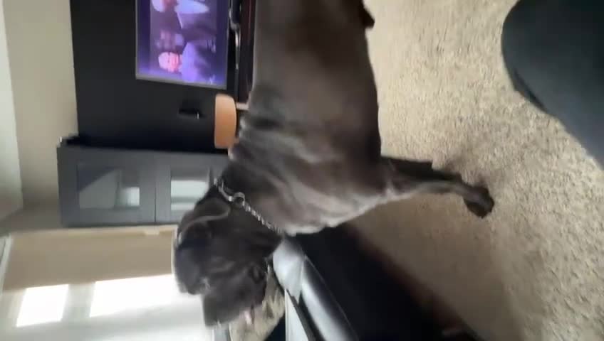 Cane Corso dogs for sale: Cane Corso  - Video 1