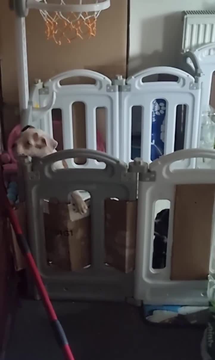 Mixed Breed dogs for sale: Loving Staffy x American Bulldog Pups - Ready Now  - Video 4