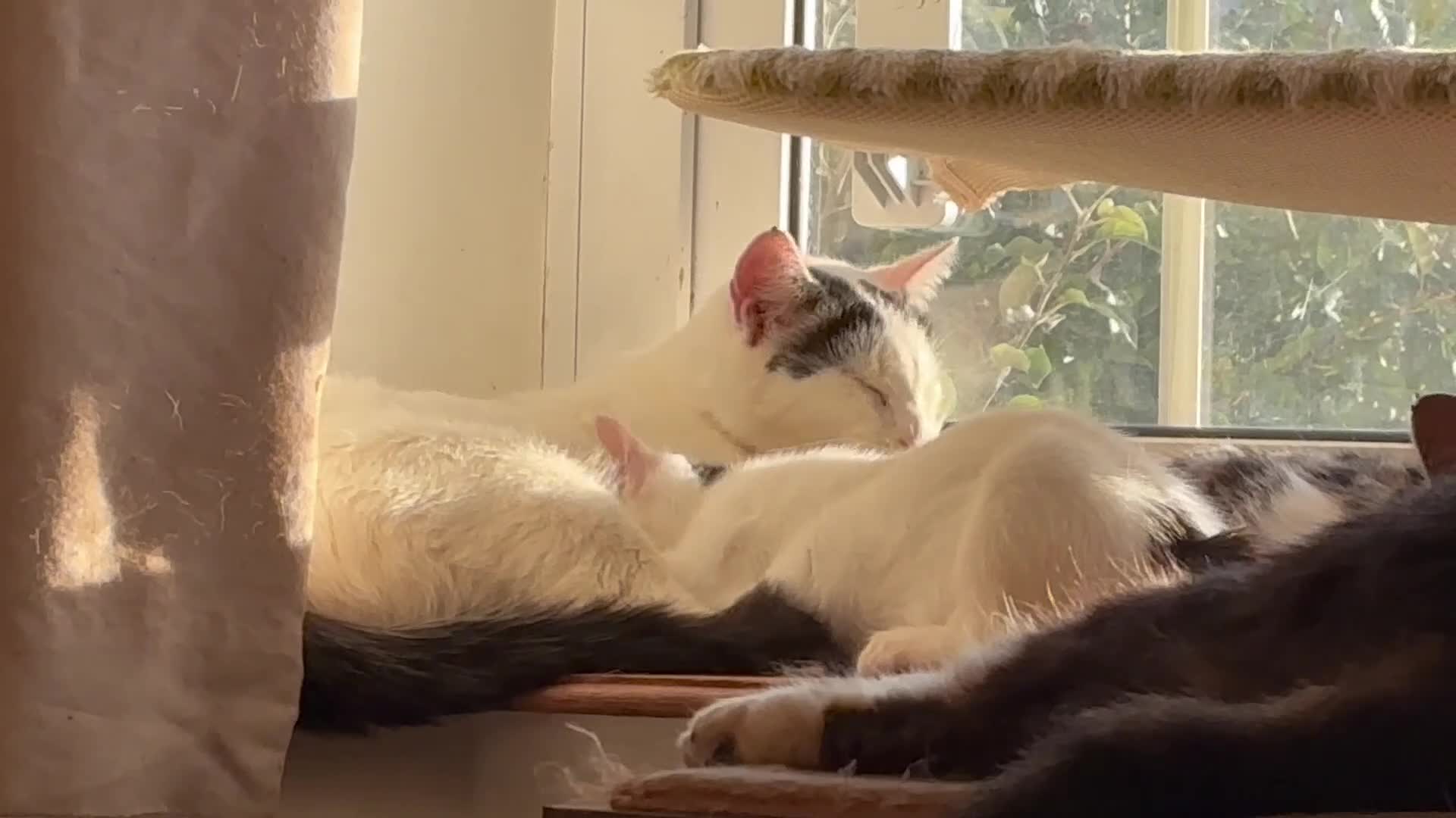 Mixed Breed cats for sale: Three lovely short haired kittens - Video 1