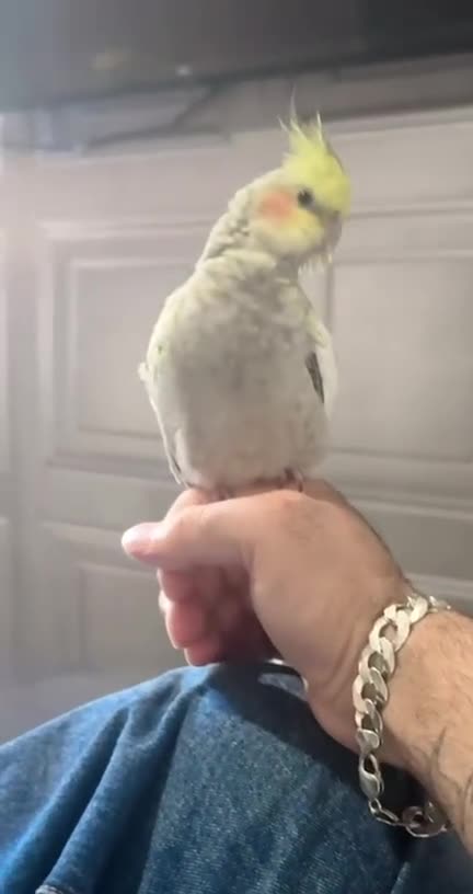 Cockatiels birds for sale: Male cockciel - Video 1