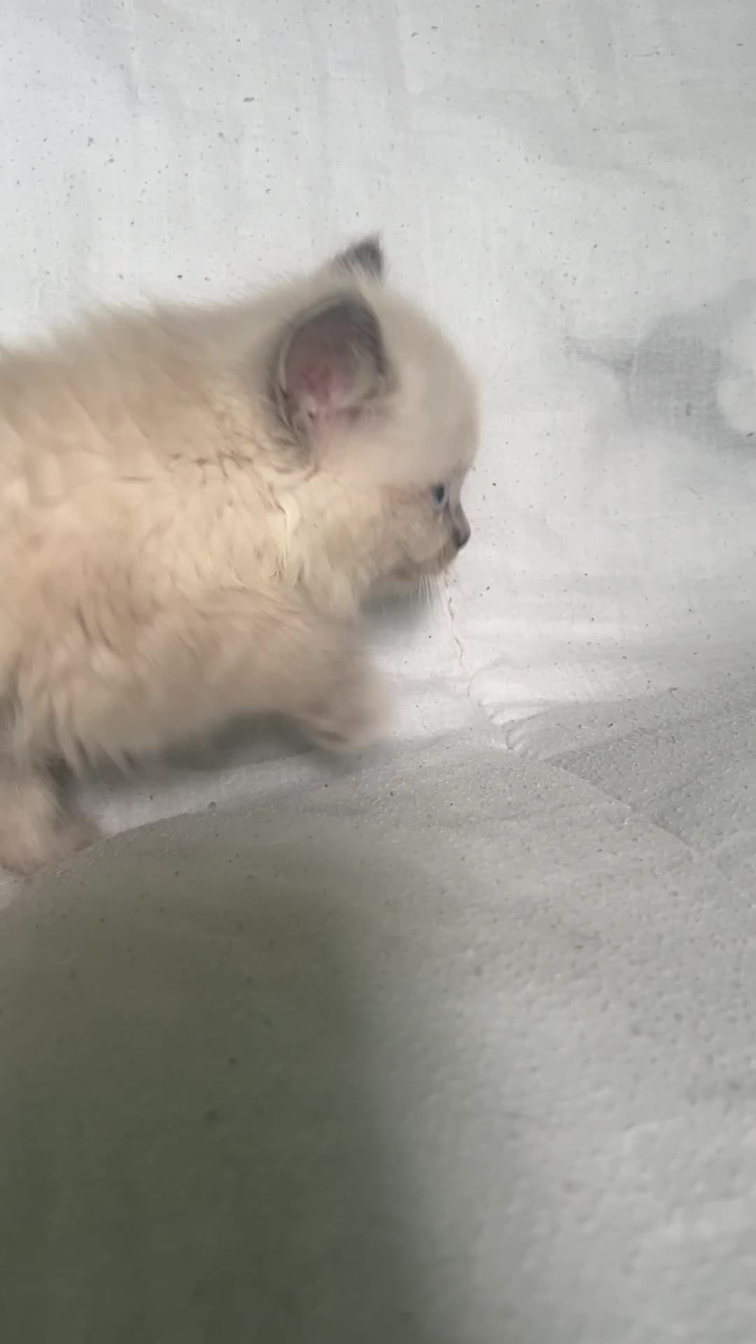 Ragdoll cats for sale: Stunning Ragdoll kittens  - Video 3