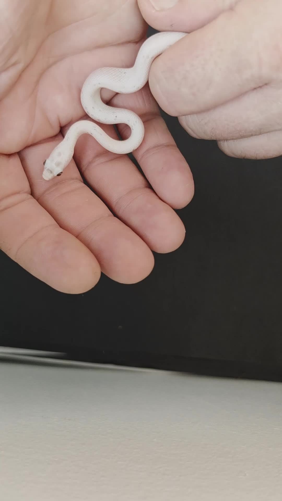 Corn Snake reptiles for sale: Palmetto and caramel palmetto corn snakes  - Video 1