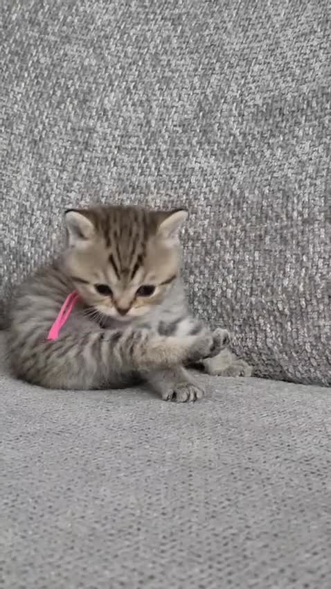 British Shorthair cats for sale: Gorgeous Golden Tabby ✨ British Shorthair Kitten ⭐ - Video 1