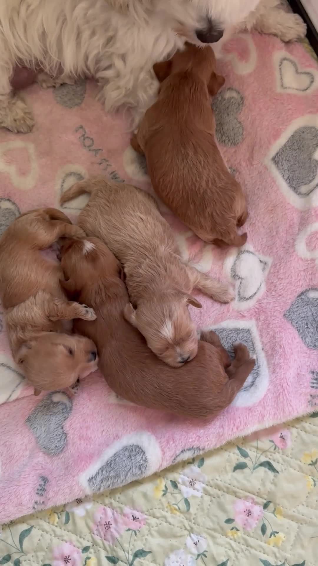 Maltipoo dogs for sale: Asian Maltipo Puppies XS Teddy Bear Faces Expected - Video 4