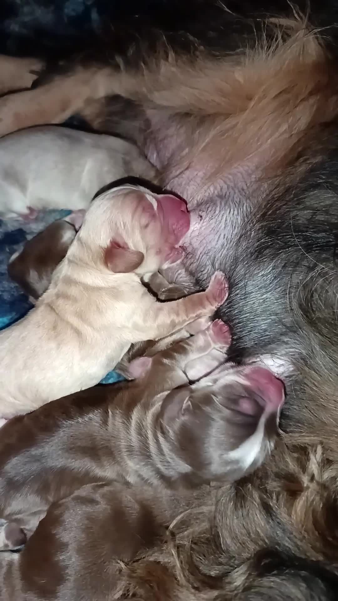 Cocker Spaniel dogs for sale: Show type Cocker Spaniel puppies - Video 1