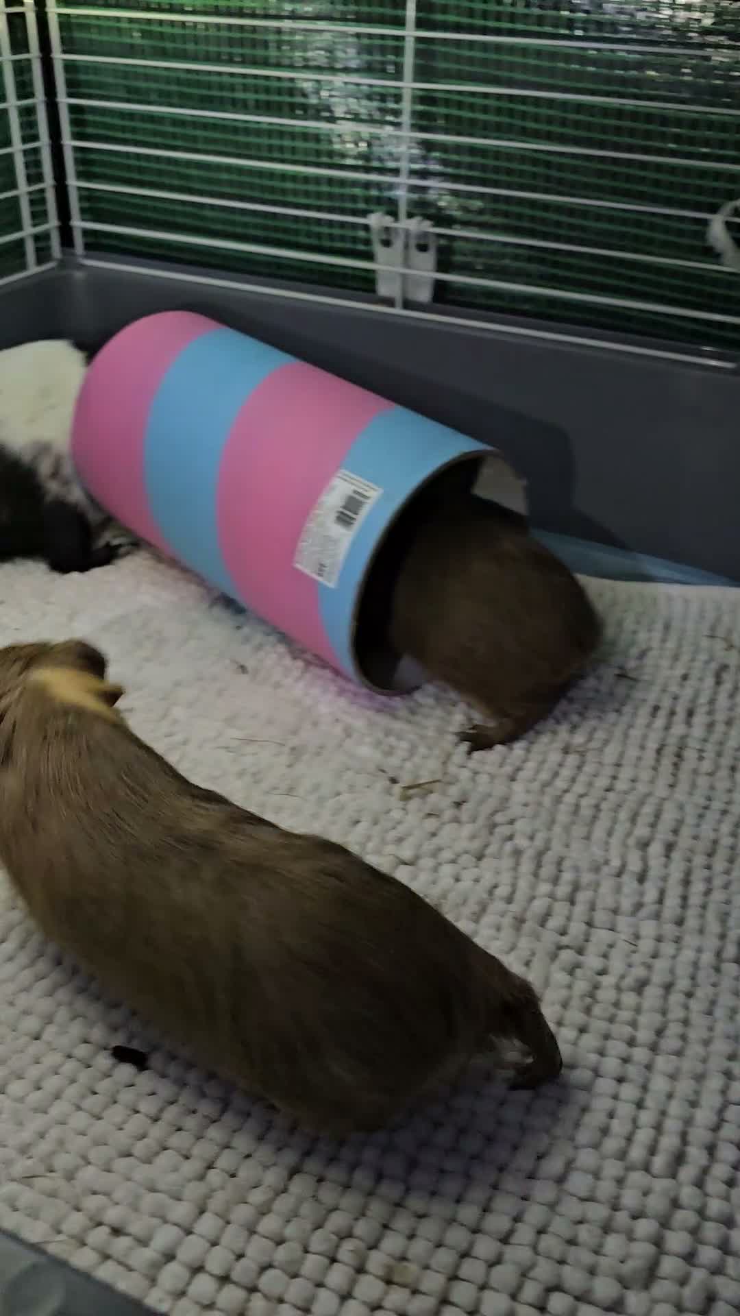 Guinea Pig rodents for sale: 🐹Beautiful Guinea Pigs Need Forever Homes🐹 - Video 1