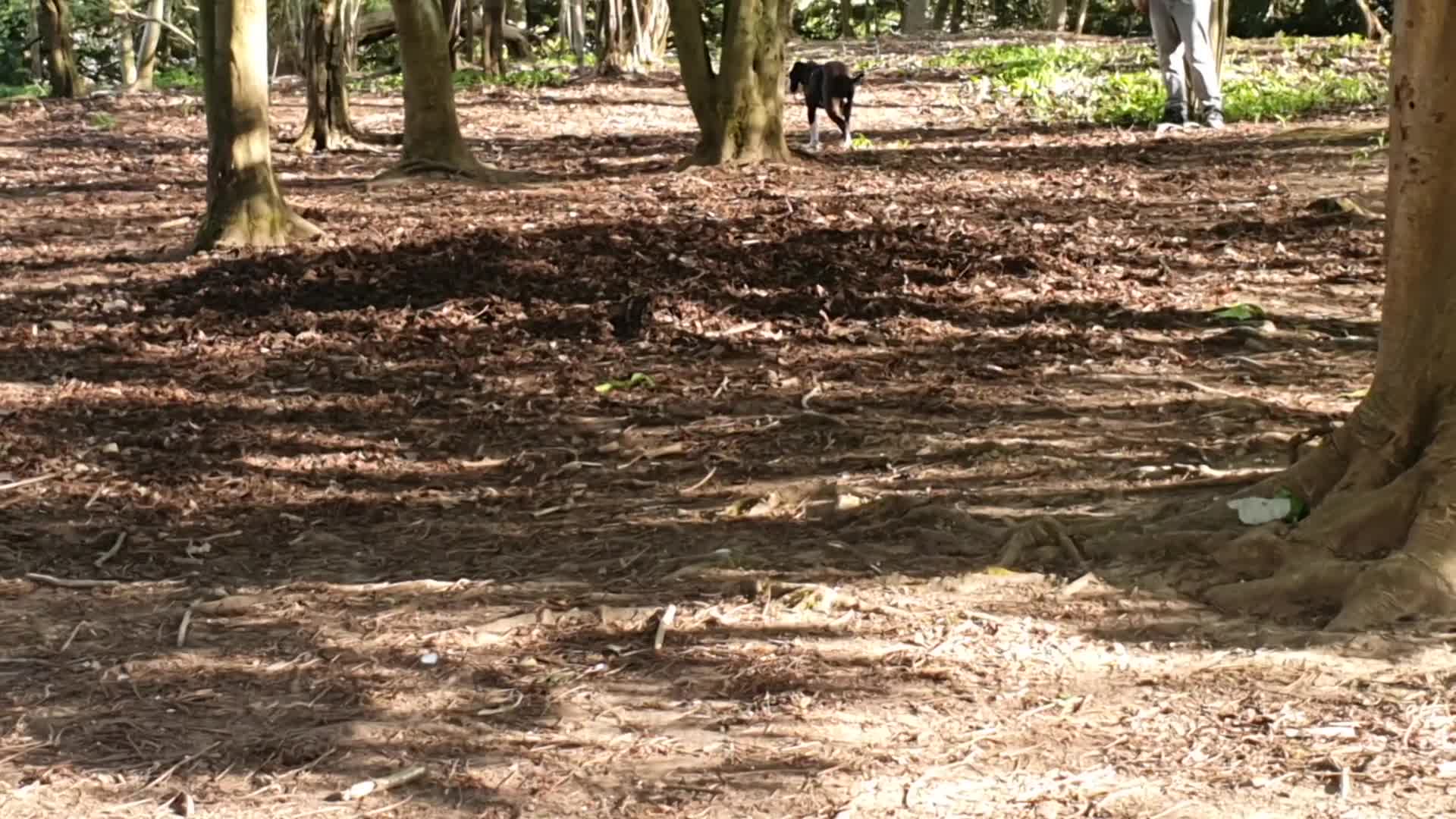 Mixed Breed dogs for sale: Loving rescue - Video 1