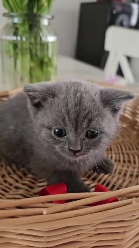British Shorthair cats for sale: 🐾 🥰 British Shorthair Kittens 🥰🐾 - Video 1