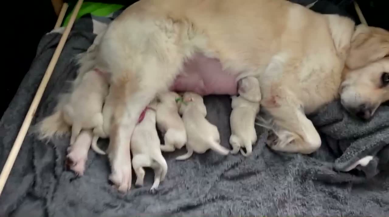 Golden Retriever dogs for sale: Golden retriever puppies for sale in Auchterarder - Video 1