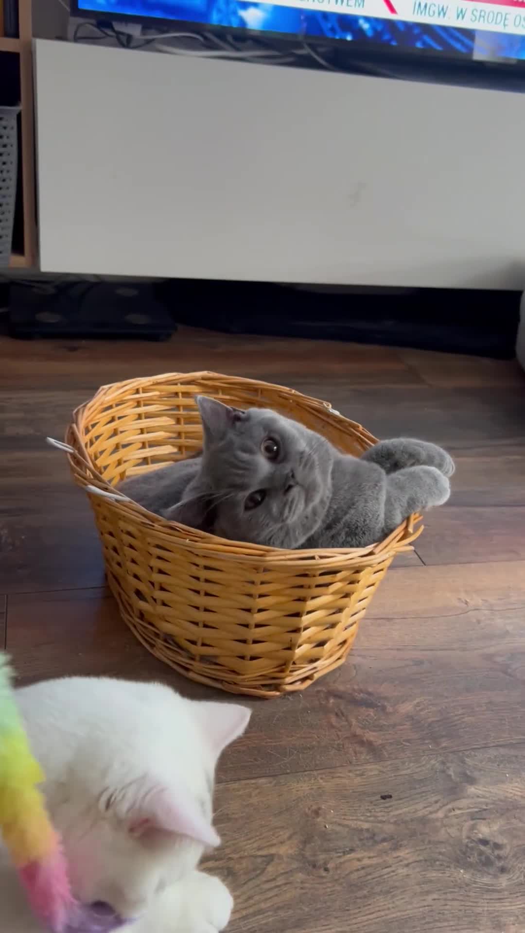 Brazilian Shorthair cats for sale: Last 2 BSH BOYS GCCF registered !!! - Video 1