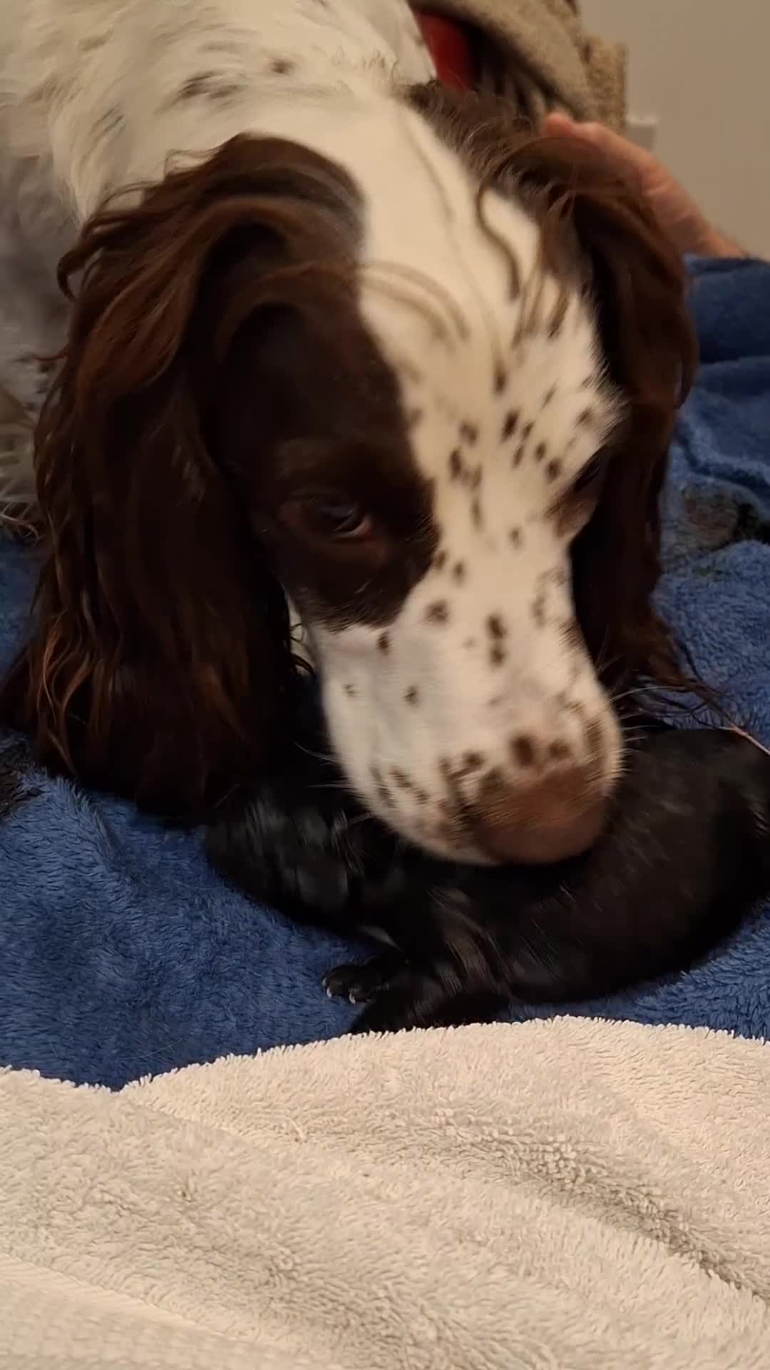 Cocker Spaniel dogs for sale: Adorable Female Tuxedo Cocker Spaniel  - Video 1