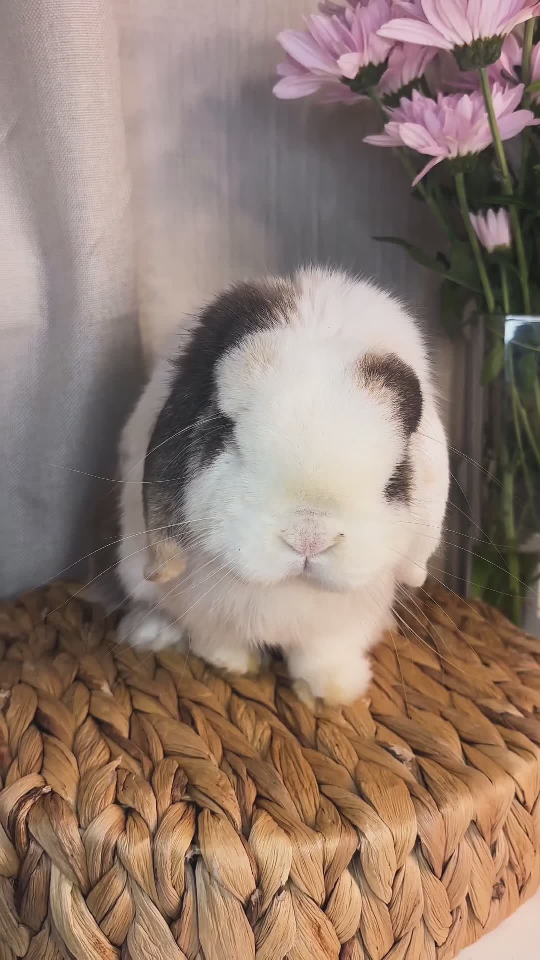 Mini Lop rabbits for sale: Stunning mini lop buck  - Video 1