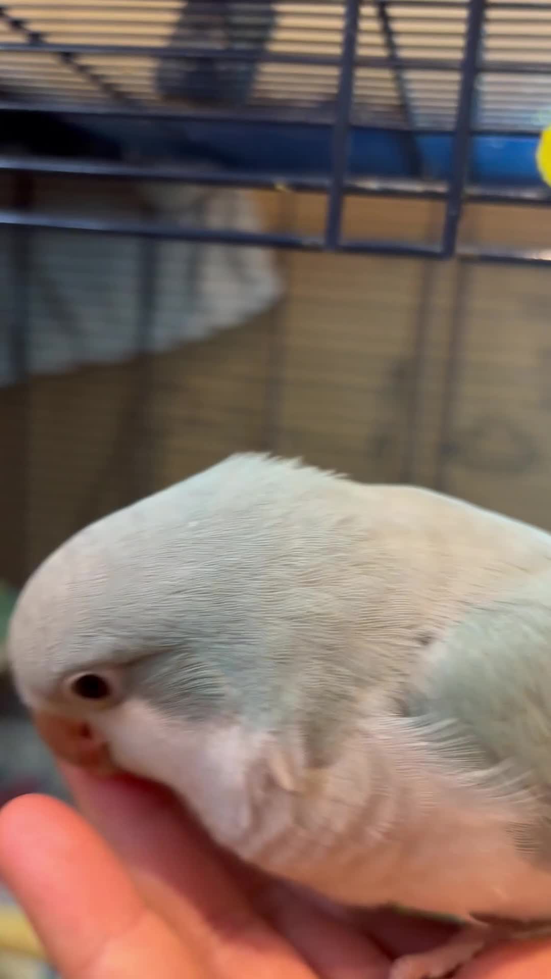 Parrots birds for sale: Hand reared quaker parrot - Video 2