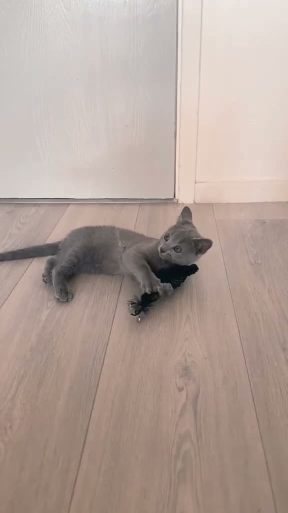 Russian Blue cats for sale: Beautiful Russian Blue Boy – Forever Home 💙 - Video 2