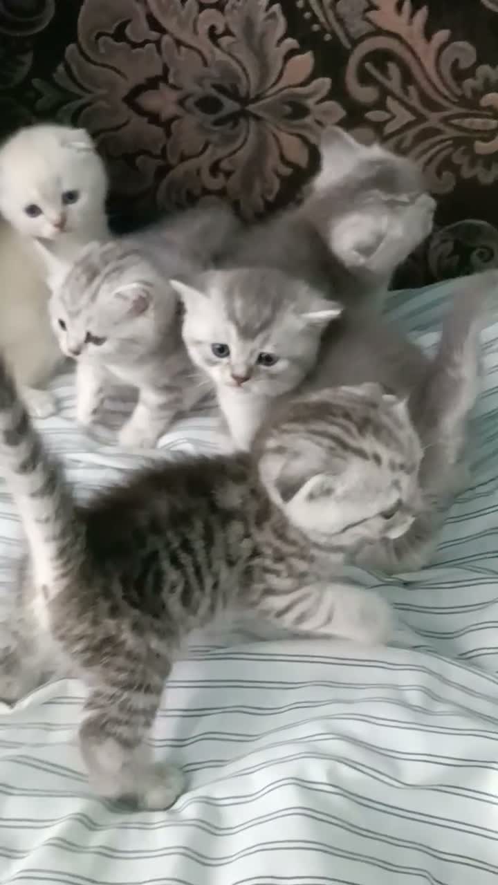 British Shorthair cats for sale: Lovely kittens  - Video 3