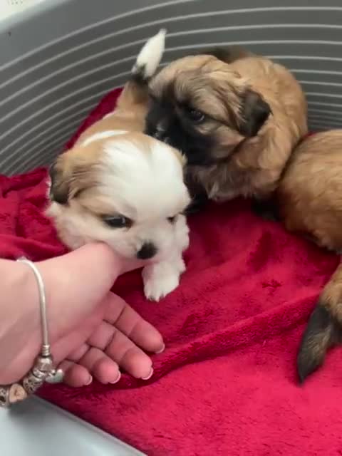 Shih Tzu dogs for sale: Imperial Shih Tzu for Sale in Wigan - Video 1