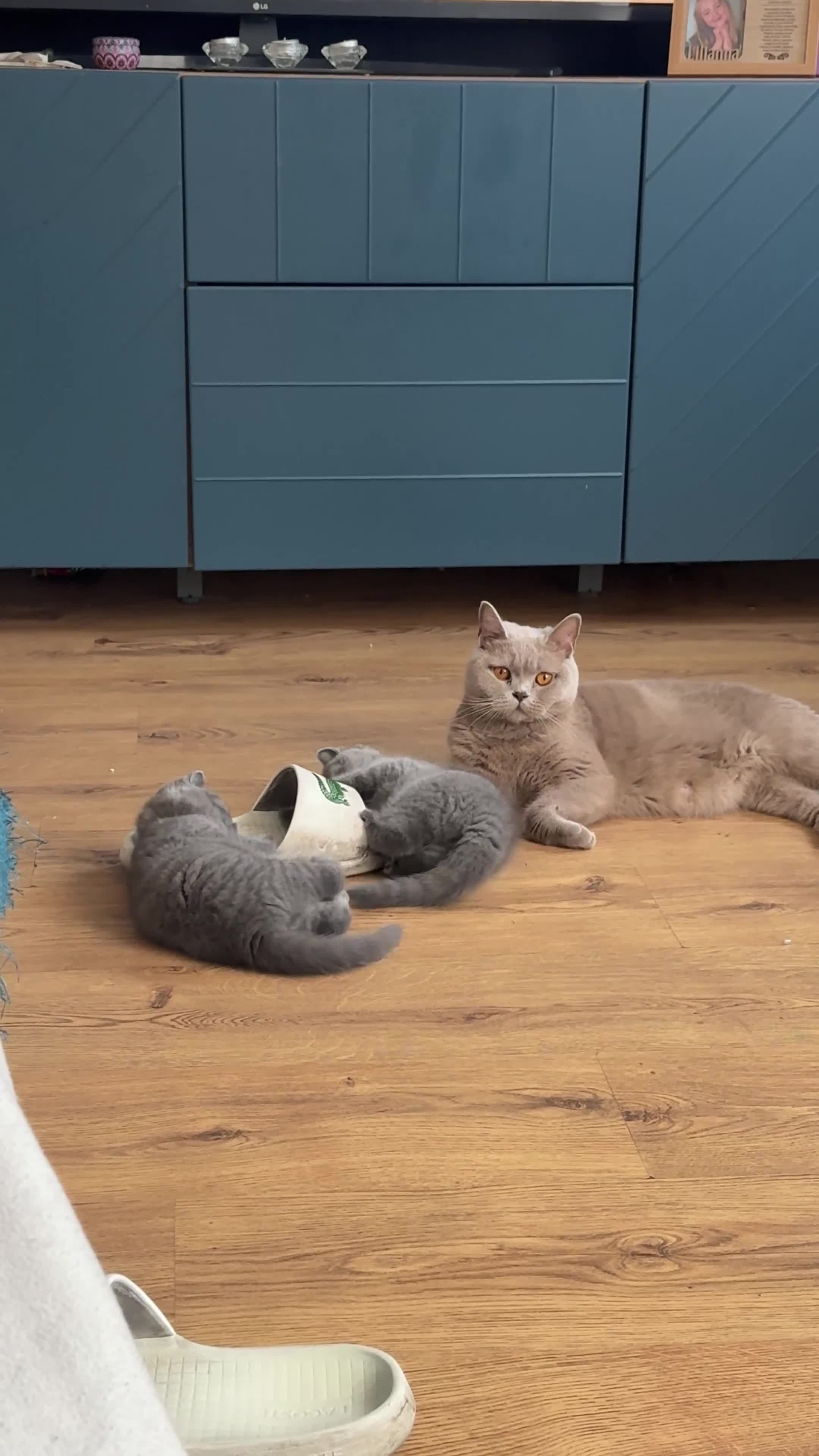 British Shorthair cats for sale: Beautiful Active Male Kitten for Sale – Blue - Video 2